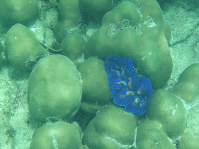 Blue-Colored Giant Clam